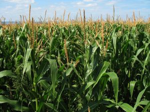 corn field g8d8aa5dc6 640